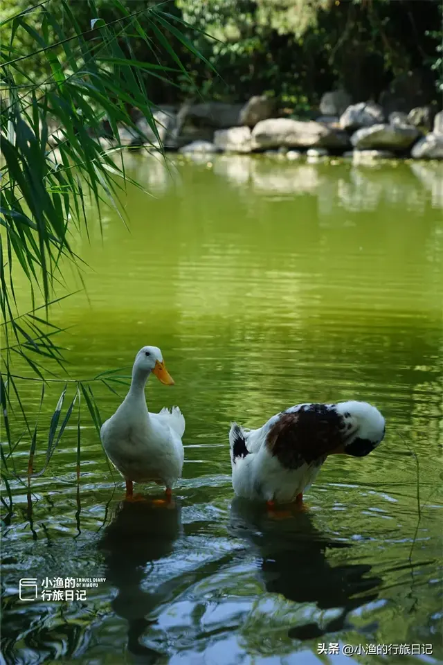 西安这个公园有点“怪”，风景一般，早上的游客却很多！你去过吗