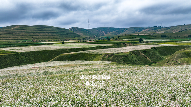 陕西8月份最大的荞麦花海，感觉不是很火，什么原因呢？