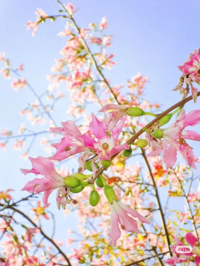 美疯了！高铁直达“四川小三亚”，花海开爆！草莓按盆吃，烧烤香迷糊！