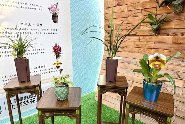 来逛超大冬日花果游园会，2026北京兰花文化嘉年华在昌平开幕 | 动态
