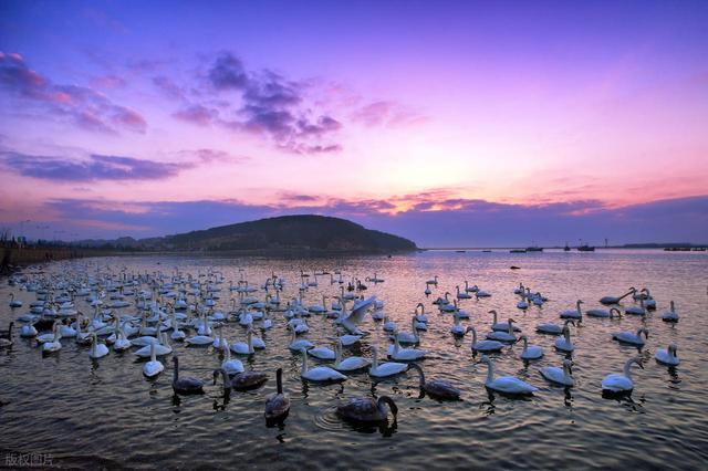 山东这座“天鹅村”美到窒息！百年海草房藏着胶东最暖的冬日童话