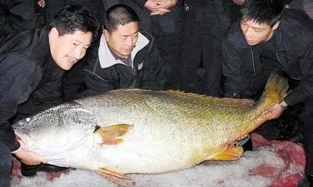 鳘鱼胶的价格1800一斤 鲮鱼胶多少钱一斤