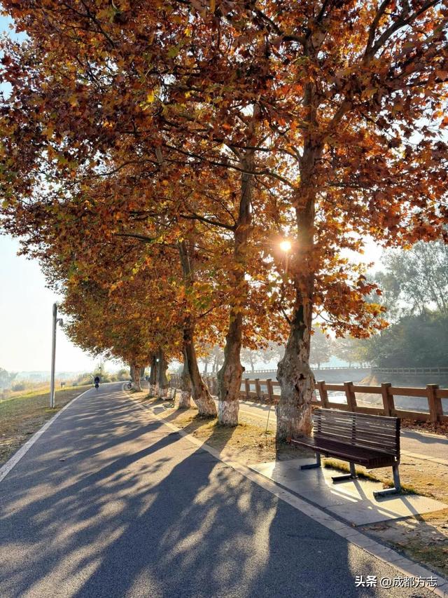 成都初冬的“人气王”竟是它？梧桐大道美到让人不想走！