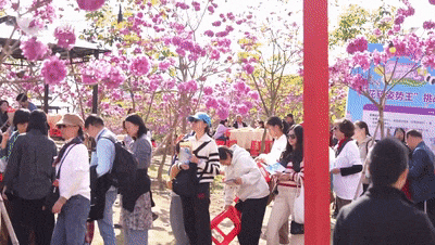 “绝绝紫”！厦门超大片紫风铃花海惊艳绽放！好拍还好玩~