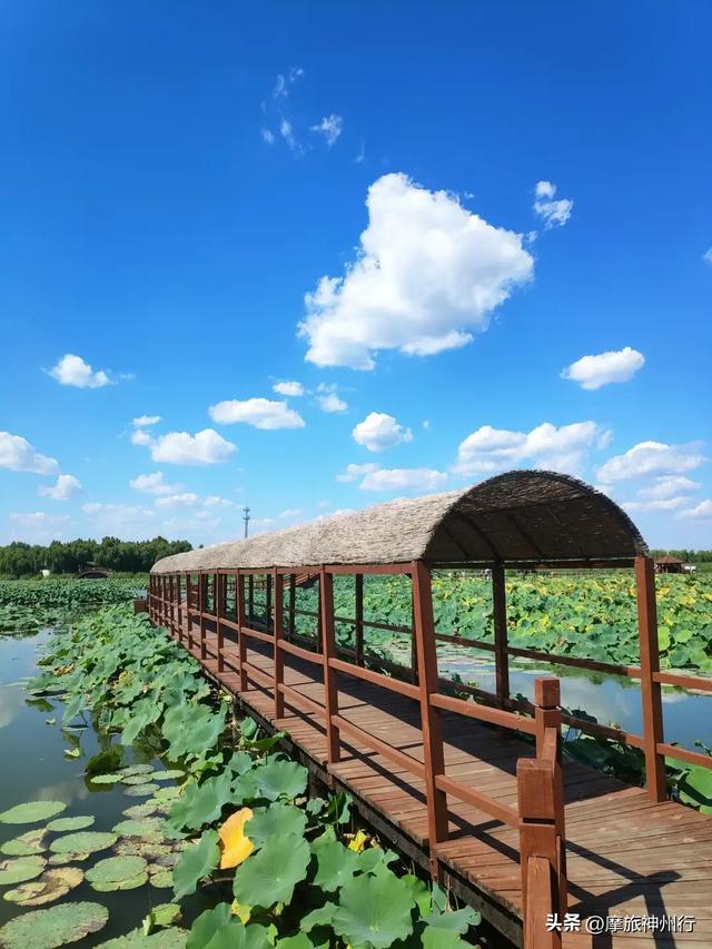 芦苇荷花共绘诗意画卷，渔舟唱晚风景醉人心田。