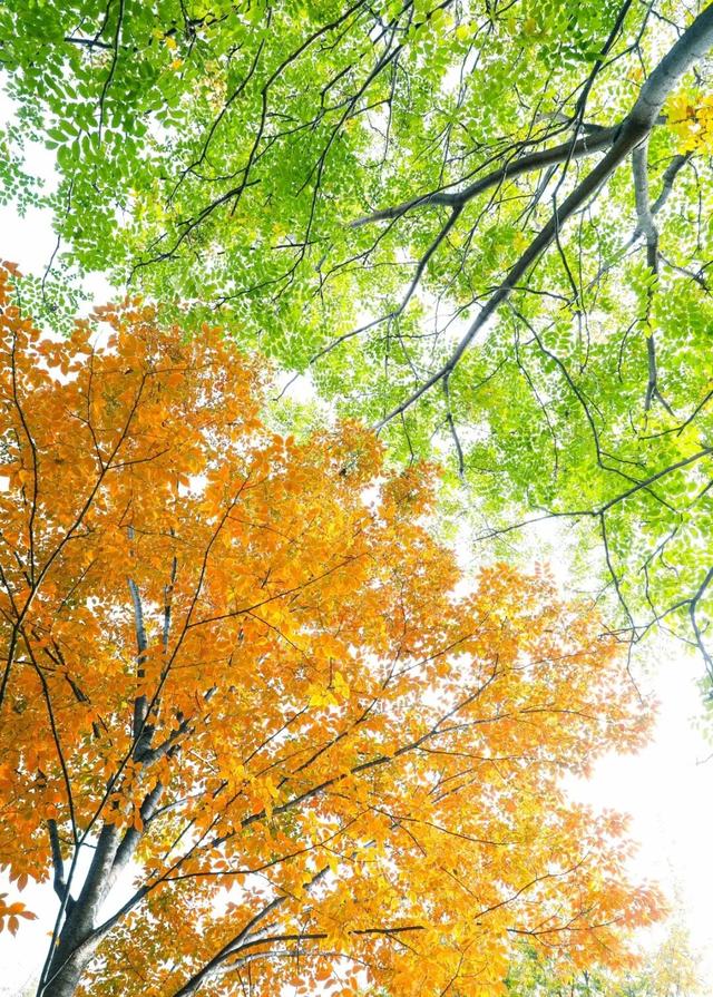 【多图预警！】这里不是5A景区，是鲁南制药！