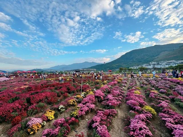 惊艳！三明这片花海已到最佳观赏期！错过又要再等一年