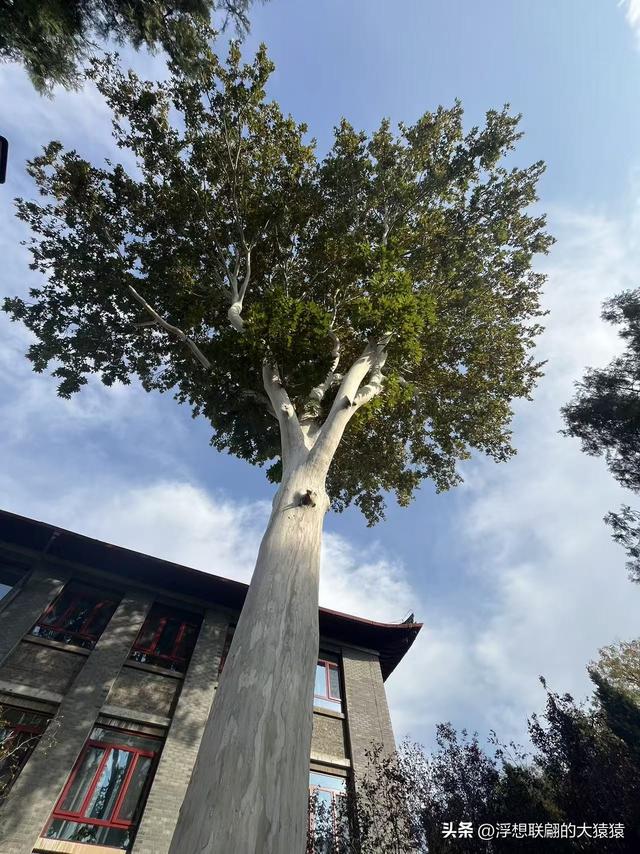 俺那天进齐鲁大学里面来了一场时空旅行（山东大学趵突泉校区）