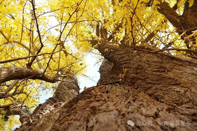 邂逅千年银杏，共赴一场时光之约