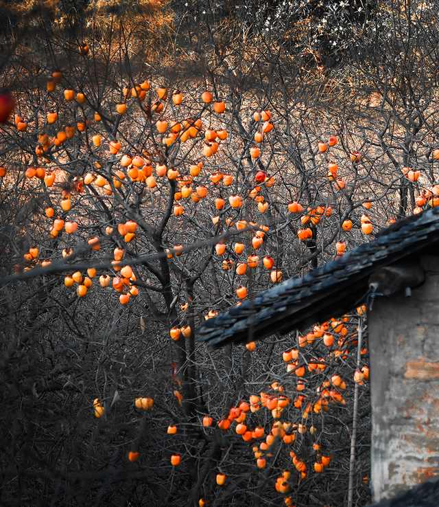 央视镜头锁定！11月，和撒贝宁在歙县上丰村邂逅一场金色的秋日限定 | 皖美冬日 | 第十五届安徽国际文化旅游节