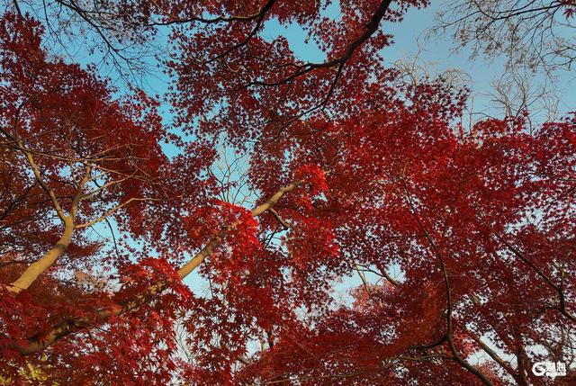 速来打卡！青岛限定“枫景”即将落幕