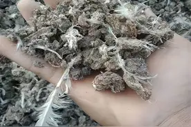 鸡粪处理有绝招！老农教你三招变废为宝，种出的蔬菜又大又水灵图片