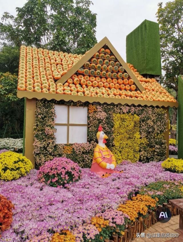 今年唐山南湖菊展从规模到品种在我印象中是多年来的第一次