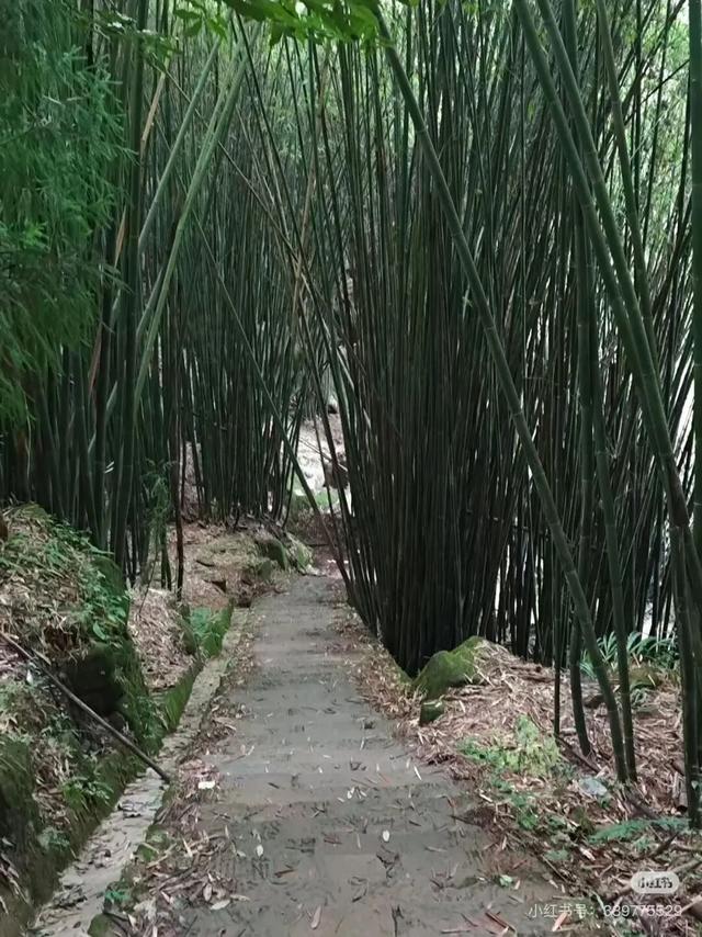 周末出国！高铁20min直达最美异域小城！风光极致美食无敌，入秋满城银杏美哭！