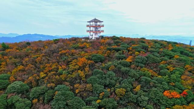 昨日实拍！层林尽染盐井峡，漫山红叶醉秋风，观赏正当时
