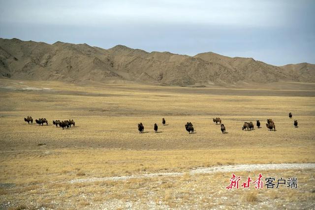 阿克塞：哈尔腾高原美景如画