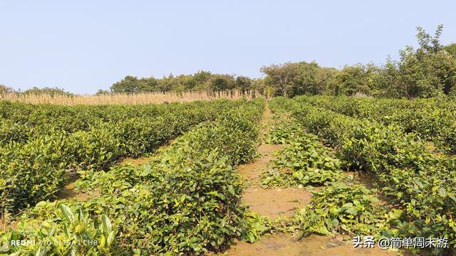 16）嵩山秋行记：27人踏秋赏红叶，从西山脊到古刹禅心