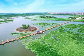 西堤头镇探索合作共富新路径 绘美乡村振兴新图景图片