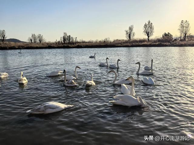 走，去渤海湾看候鸟…