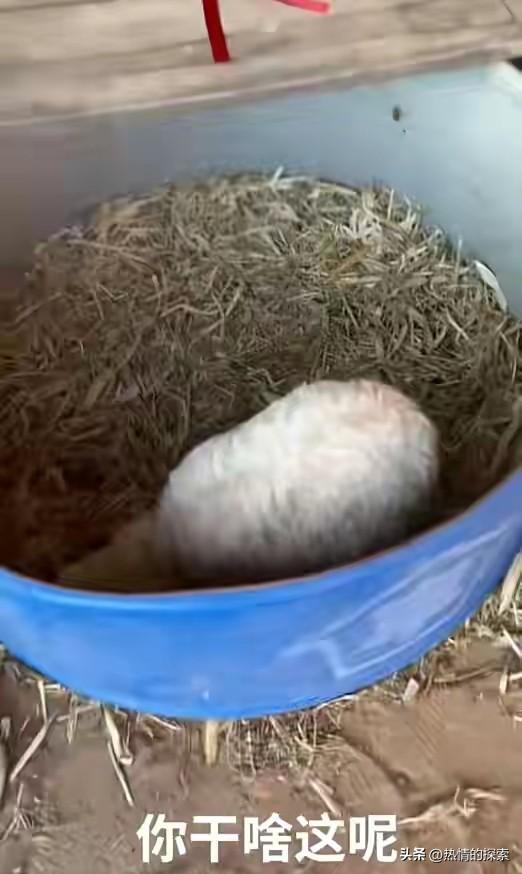 宁夏装死小羊晕倒原因揭秘，小孩衣服成关键线索	，真相太可怜