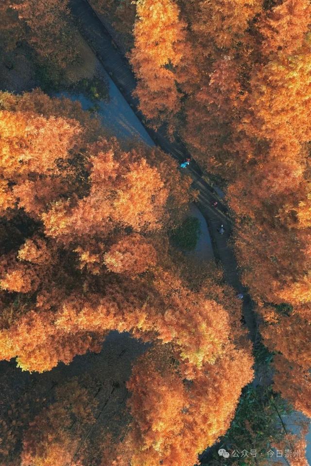 免费又出片！崇州初冬宝藏秘境，美到封神！