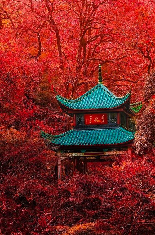 中国最知名的四大红叶观赏胜地：层林尽染，美不胜收