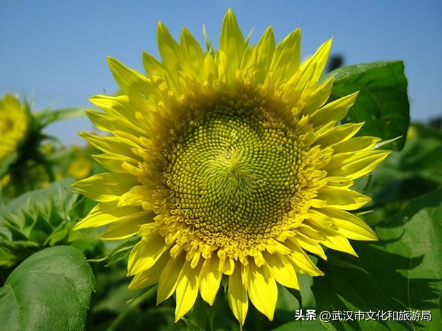 赏花正当时｜万花齐放！武汉这片金色进入最佳观赏期！