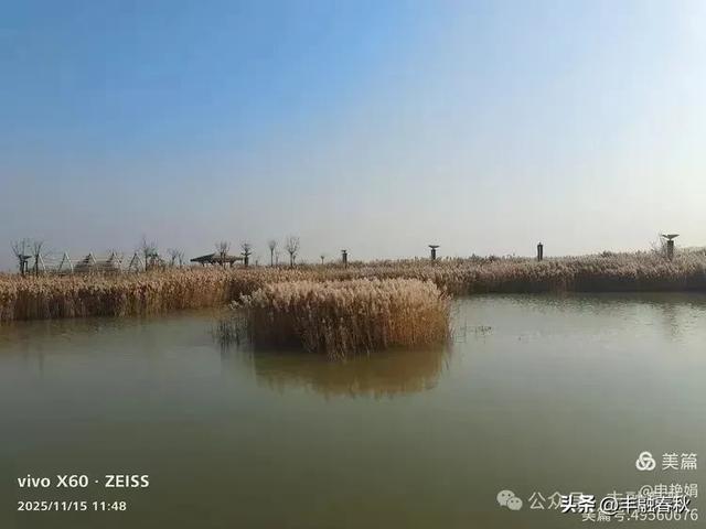 苇风载秋，鹤影映波——河北黄骅南大港湿地的初冬漫游｜ 申艳娟