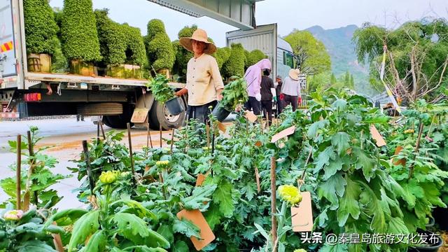 秦皇岛山海关金秋长城菊展开展在即，布展现场抢先看！