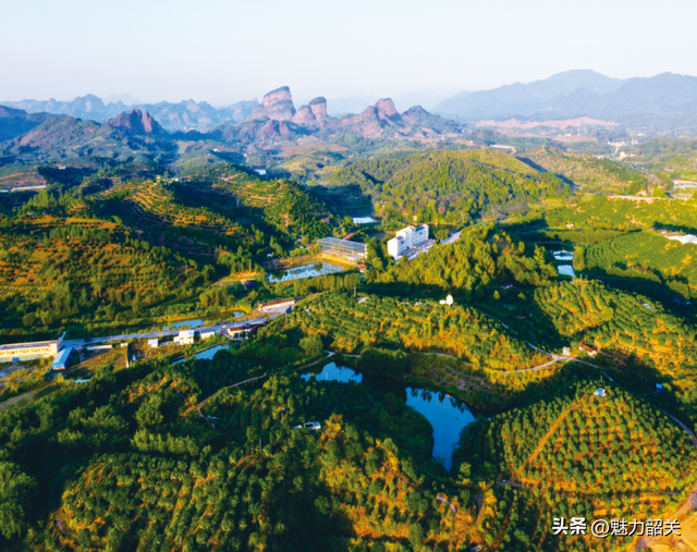 走，去韶关果园吃沙田柚！