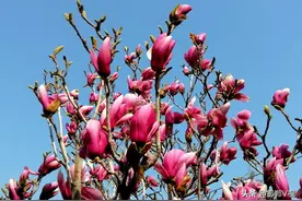 花都开好了！邯郸磁县就等你来打卡~图片