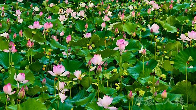 皖浙摩旅二人转——芹川古村篇