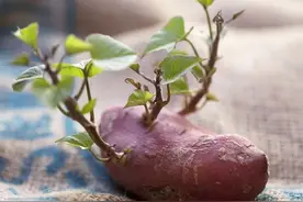 很多人疑惑发芽的番薯能不能吃，看完你就知道了图片