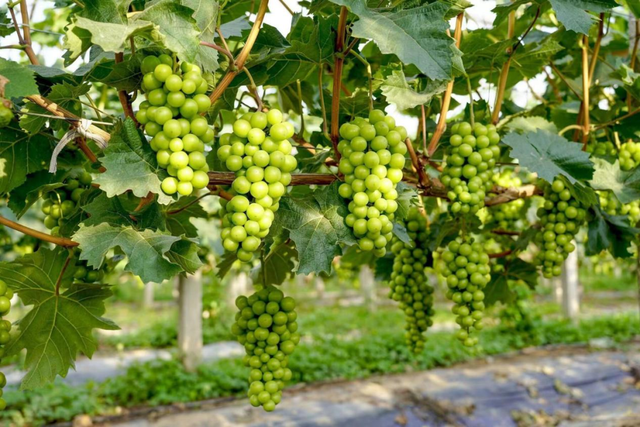 第二届安徽农文旅电商嘉年华丨少间·泾洲渡：长江洲头的诗意民宿