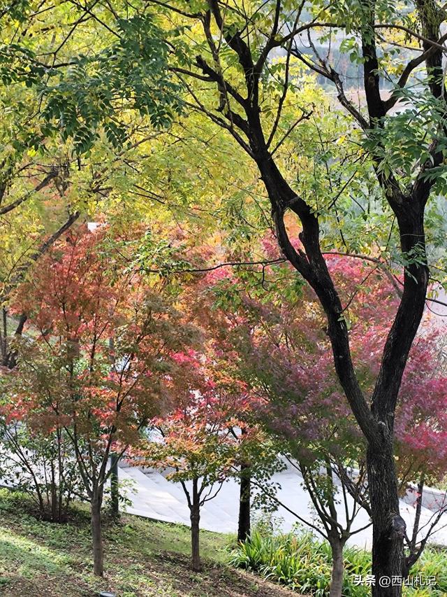五线小城里的银杏大道,美翻全网的深秋景色原来在这里