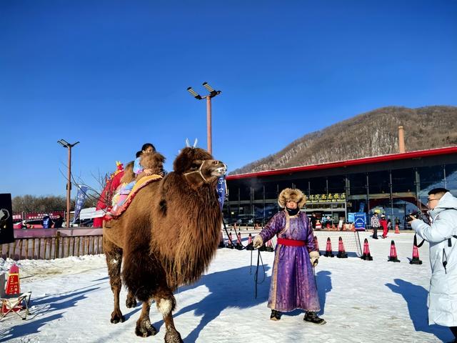 冲鸭！哈尔滨帽儿山滑雪+雪地撸驼骑马全攻略