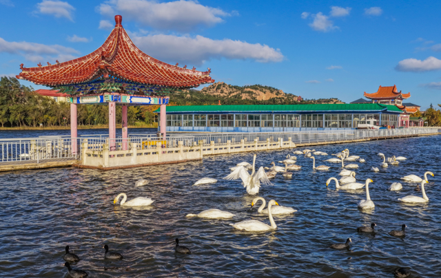 冬游威海 | “鹅”在这儿呢！