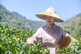 西湖龙井今日正式开采！“西湖龙井”和“龙井”茶到底有什么区别？图片