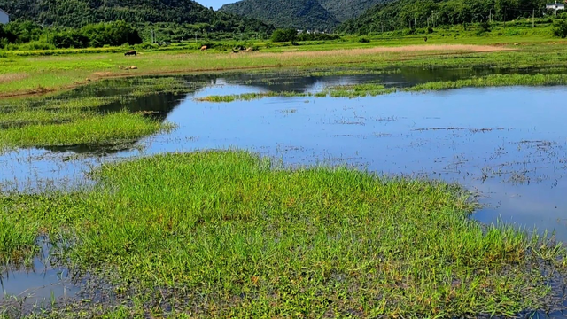 从蜿蜒小径到碧波白鹭：我们在水库尽头发现了什么？