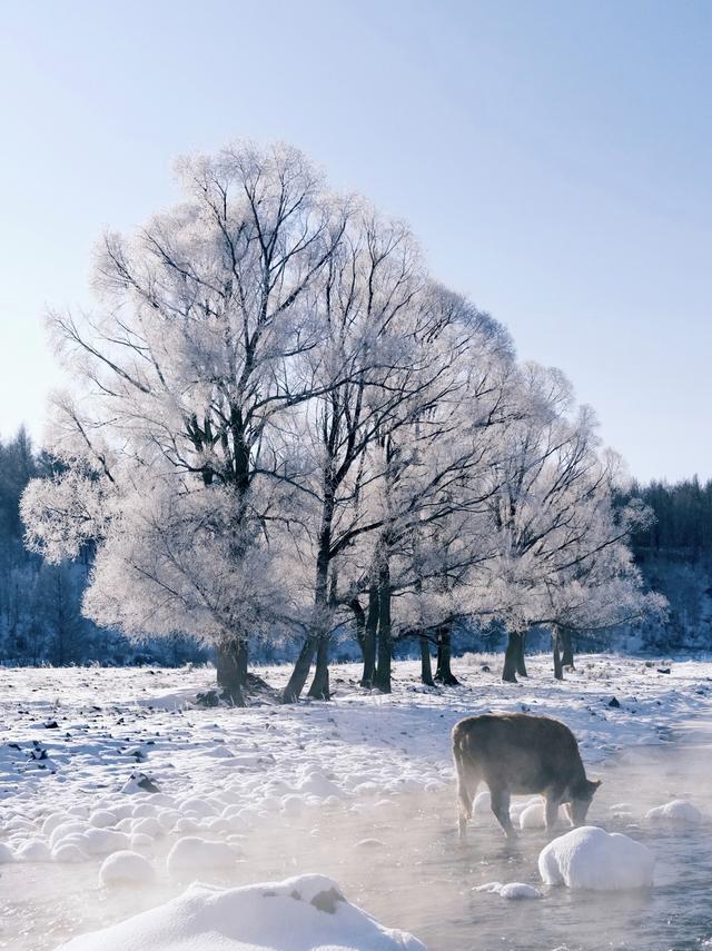 阿尔山的冬天：不冻河热气蒸腾、雾凇挂满林海，每走一步都是浪漫