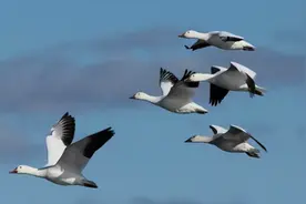 黑龙江大叔借钱养飞鹅，不料3000只都被大雁拐走，这可如何是好？图片