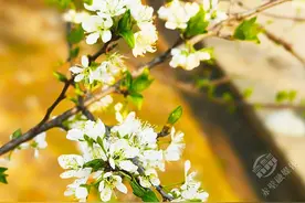 湖北赤壁：绿意盎然映江堤 春日乡村醉游人图片