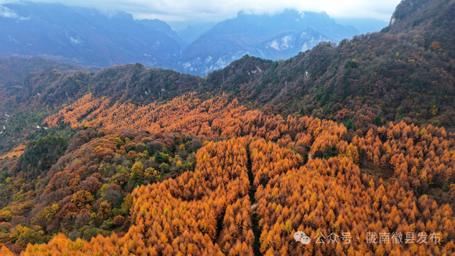 松针作笔，风折叶黄——嘉陵江峡谷群的初冬上滩书