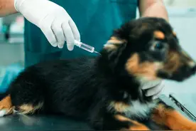 狗狗一生要打的疫苗，帮你整理好了！图片