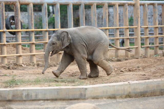 山东有自己的“疯狂动物城”！