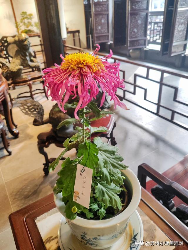 2025苏州狮子林菊展：赴一场比《甄嬛传》存菊堂更盛的秋日菊宴