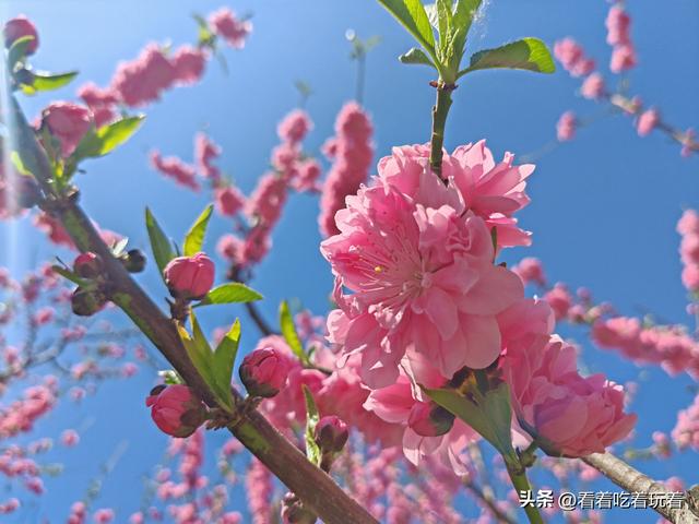 北京公园赏花记