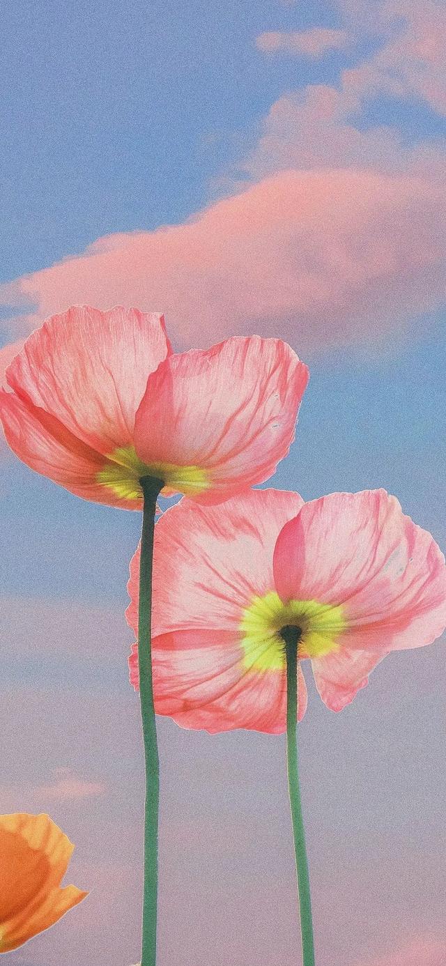 今日份的壁纸已送达