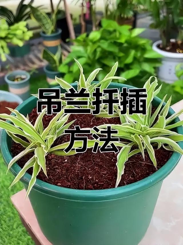 一定不要错过这5种花，沾土就活，皮实好看，懒人福音！