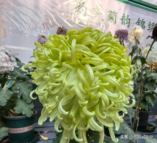 趵突菊韵 锦绣泉城